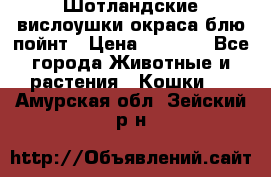 Шотландские вислоушки окраса блю пойнт › Цена ­ 4 000 - Все города Животные и растения » Кошки   . Амурская обл.,Зейский р-н